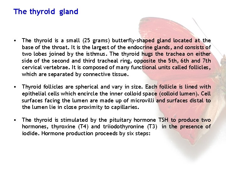 The thyroid gland • The thyroid is a small (25 grams) butterfly-shaped gland located