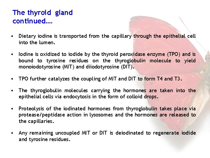 The thyroid gland continued…. • Dietary iodine is transported from the capillary through the