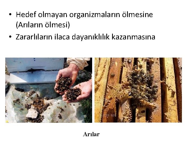  • Hedef olmayan organizmaların ölmesine (Arıların ölmesi) • Zararlıların ilaca dayanıklılık kazanmasına Arılar