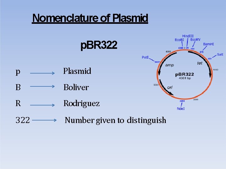 Nomenclature of Plasmid p. BR 322 p Plasmid B Boliver R Rodriguez 322 Number