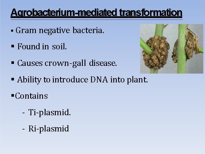 Agrobacterium-mediated transformation Gram negative bacteria. Found in soil. Causes crown-gall disease. Ability to introduce