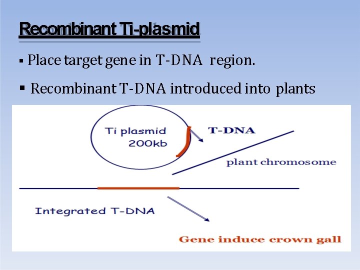 Recombinant Ti-plasmid Place target gene in T-DNA region. Recombinant T-DNA introduced into plants 