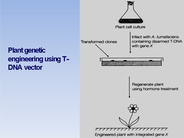 Plant genetic engineering using TDNA vector 