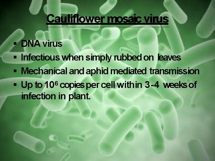 Cauliflower mosaic virus DNA virus Infectious when simply rubbed on leaves Mechanical and aphid