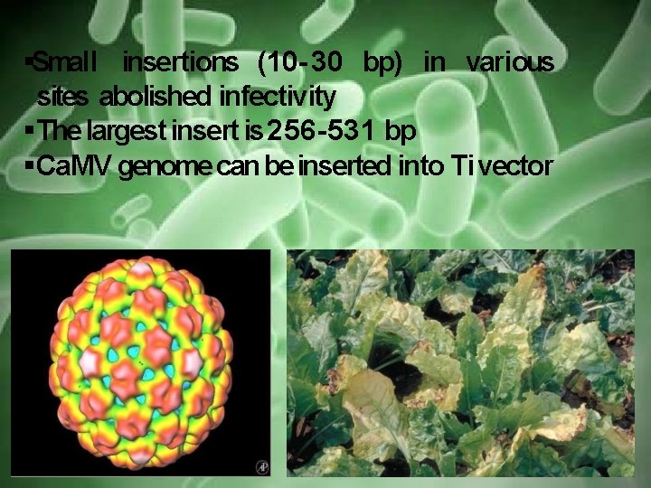  Small insertions (10 - 30 bp) in various sites abolished infectivity The largest