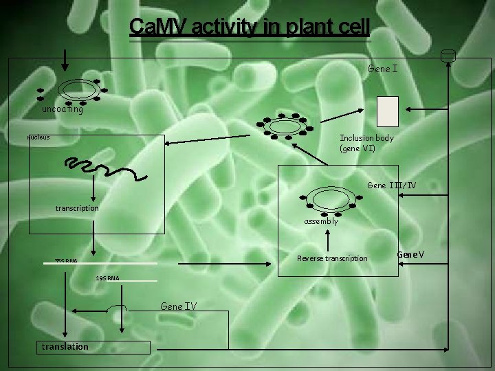 Ca. MV activity in plant cell Gene I uncoating Inclusion body (gene VI) nucleus