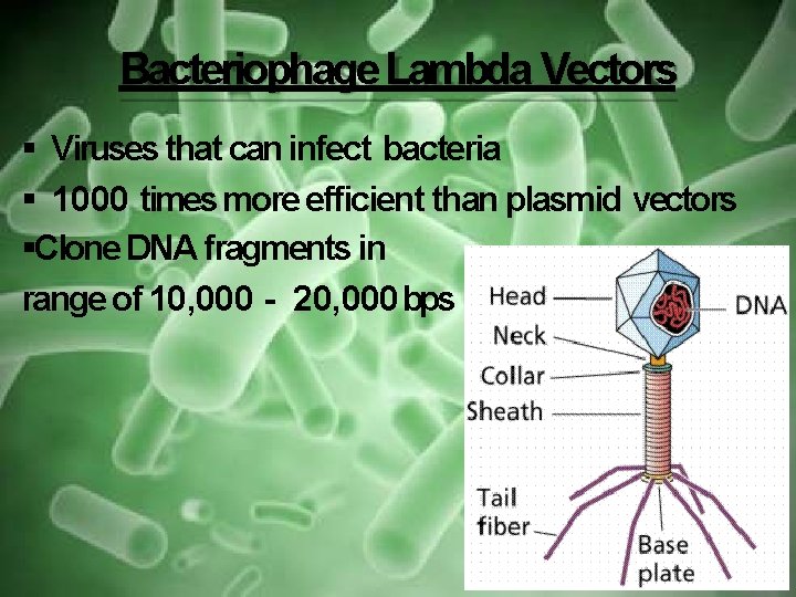 Bacteriophage Lambda Vectors Viruses that can infect bacteria 1000 times more efficient than plasmid