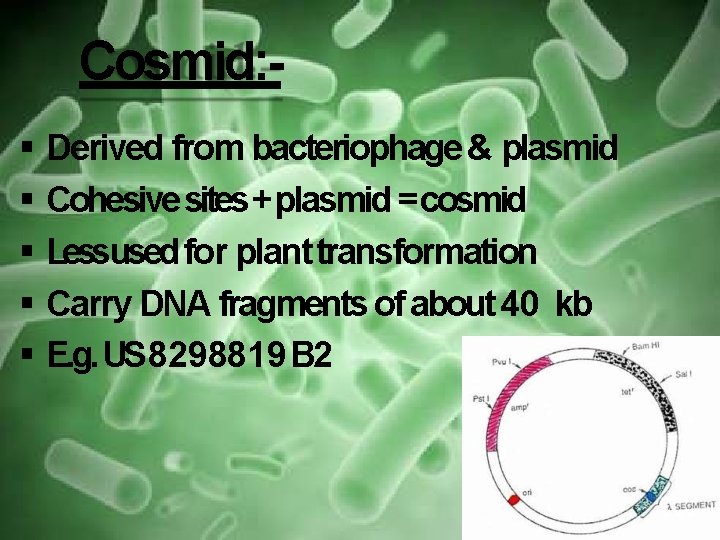 Cosmid: Derived from bacteriophage & plasmid Cohesive sites + plasmid = cosmid Lessused for