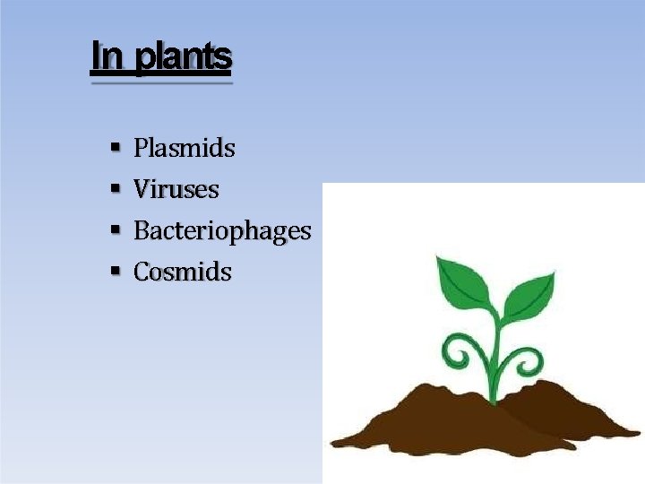 In plants Plasmids Viruses Bacteriophages Cosmids 