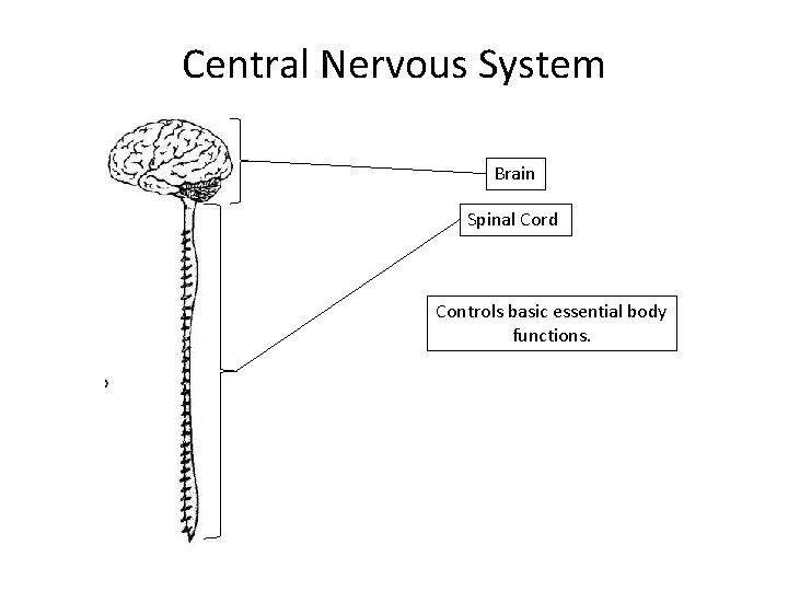 Central Nervous System Brain Spinal Cord Controls basic essential body functions. 