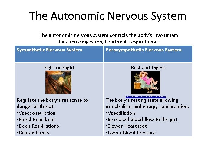 The Autonomic Nervous System The autonomic nervous system controls the body’s involuntary functions: digestion,