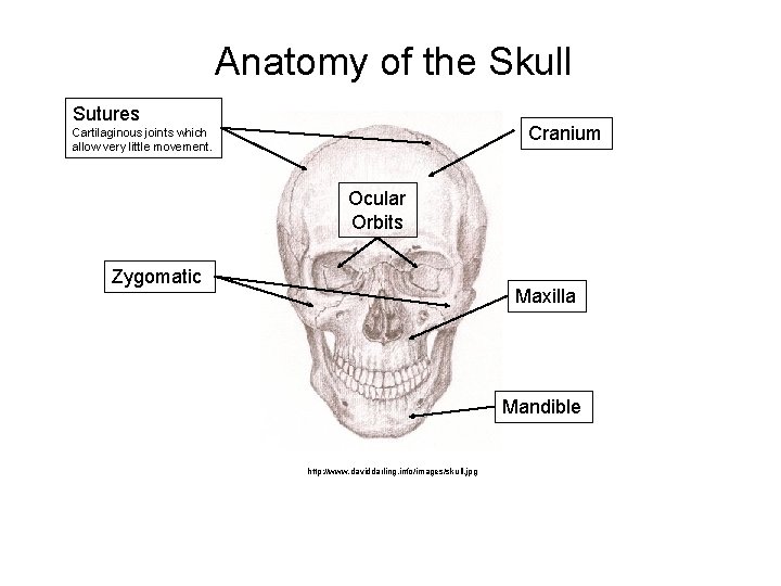 Anatomy of the Skull Sutures Cranium Cartilaginous joints which allow very little movement. Ocular