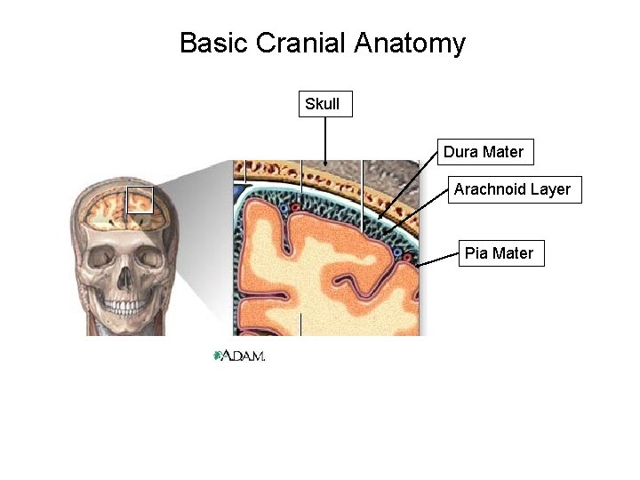 Basic Cranial Anatomy Skull Dura Mater Arachnoid Layer Pia Mater 