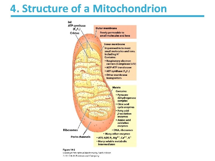 4. Structure of a Mitochondrion 4. Structure of a Mitochondrion