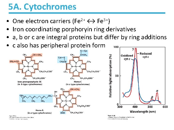 5 A. Cytochromes • • One electron carriers (Fe 2+ ↔ Fe 3+) Iron 5 A. Cytochromes • • One electron carriers (Fe 2+ ↔ Fe 3+) Iron
