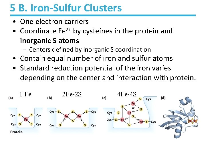 5 B. Iron-Sulfur Clusters • One electron carriers • Coordinate Fe 2+ by cysteines 5 B. Iron-Sulfur Clusters • One electron carriers • Coordinate Fe 2+ by cysteines