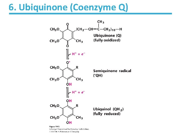 6. Ubiquinone (Coenzyme Q) 6. Ubiquinone (Coenzyme Q)