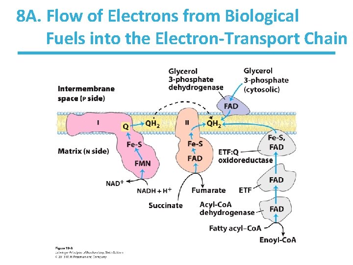 8 A. Flow of Electrons from Biological Fuels into the Electron-Transport Chain 8 A. Flow of Electrons from Biological Fuels into the Electron-Transport Chain
