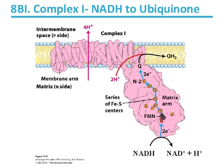 8 BI. Complex I- NADH to Ubiquinone NADH NAD+ + H+ 8 BI. Complex I- NADH to Ubiquinone NADH NAD+ + H+