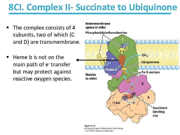 8 CI. Complex II- Succinate to Ubiquinone § The complex consists of 4 subunits, 8 CI. Complex II- Succinate to Ubiquinone § The complex consists of 4 subunits,