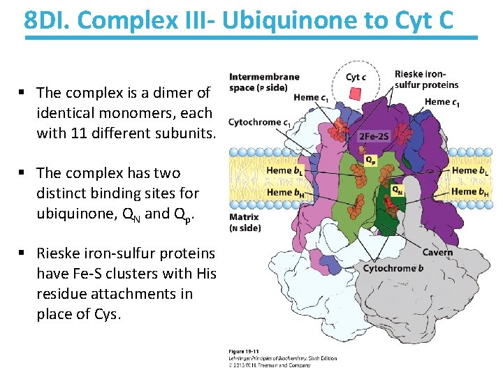 8 DI. Complex III- Ubiquinone to Cyt C § The complex is a dimer 8 DI. Complex III- Ubiquinone to Cyt C § The complex is a dimer