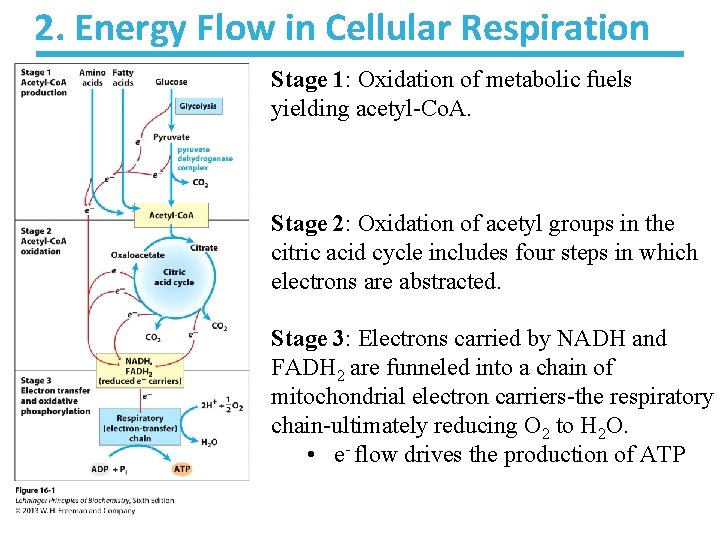 2. Energy Flow in Cellular Respiration Stage 1: Oxidation of metabolic fuels yielding acetyl-Co. 2. Energy Flow in Cellular Respiration Stage 1: Oxidation of metabolic fuels yielding acetyl-Co.