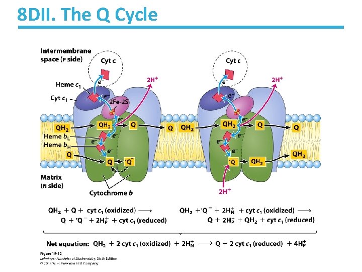 8 DII. The Q Cycle 8 DII. The Q Cycle