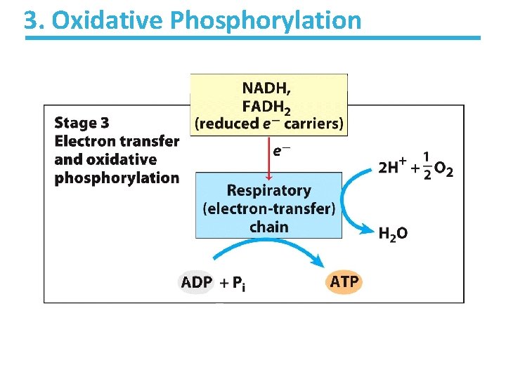3. Oxidative Phosphorylation 3. Oxidative Phosphorylation