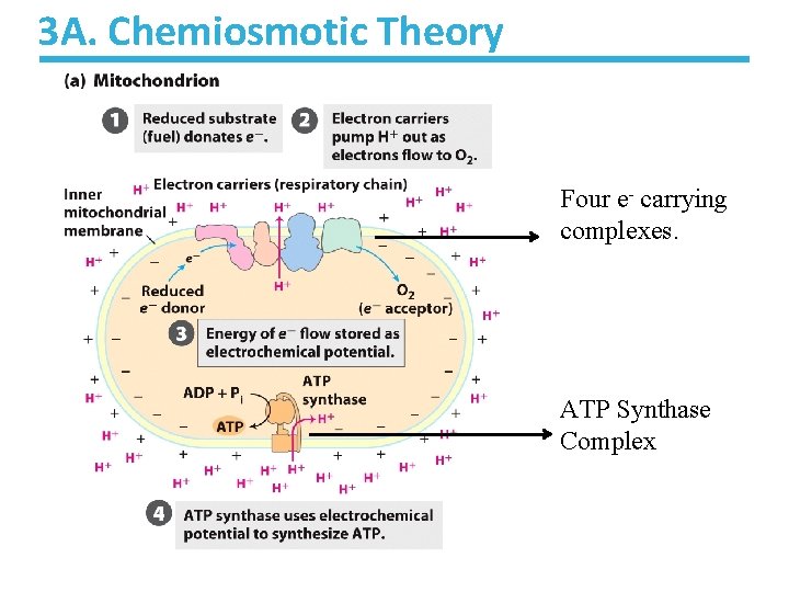 3 A. Chemiosmotic Theory Four e- carrying complexes. ATP Synthase Complex 3 A. Chemiosmotic Theory Four e- carrying complexes. ATP Synthase Complex