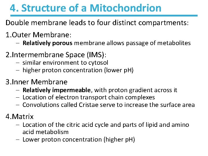 4. Structure of a Mitochondrion Double membrane leads to four distinct compartments: 1. Outer 4. Structure of a Mitochondrion Double membrane leads to four distinct compartments: 1. Outer