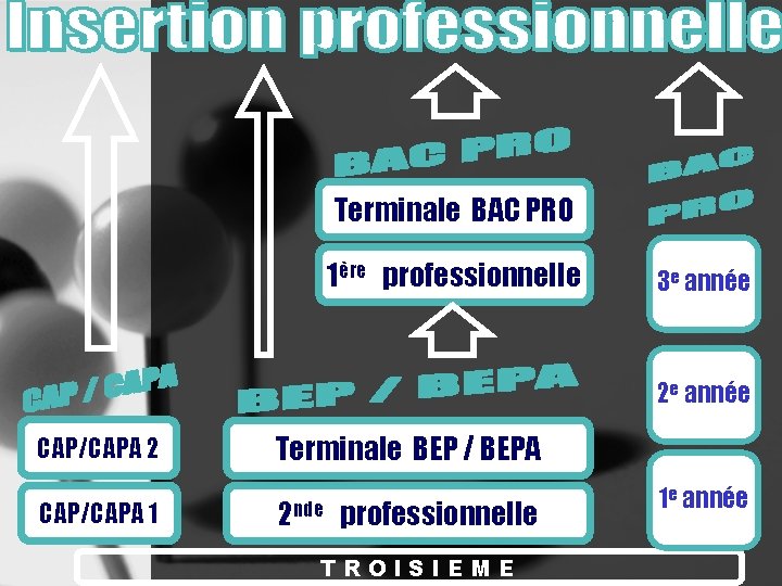 Terminale BAC PRO 1ère professionnelle 3 e année 2 e année CAP/CAPA 2 Terminale