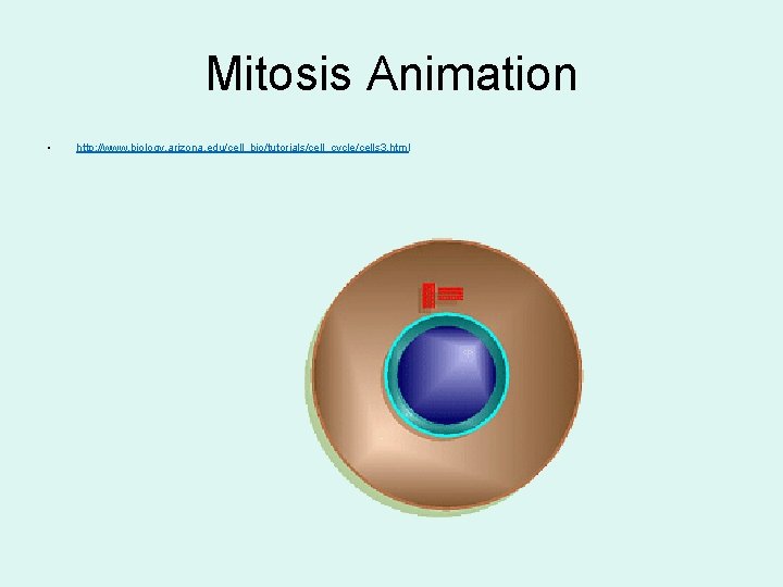 Mitosis Animation • http: //www. biology. arizona. edu/cell_bio/tutorials/cell_cycle/cells 3. html 