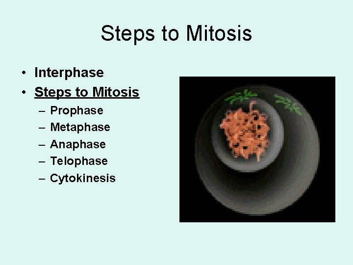 Steps to Mitosis • Interphase • Steps to Mitosis – – – Prophase Metaphase