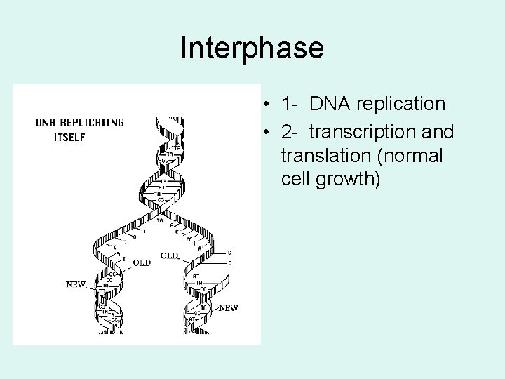 Interphase • 1 - DNA replication • 2 - transcription and translation (normal cell