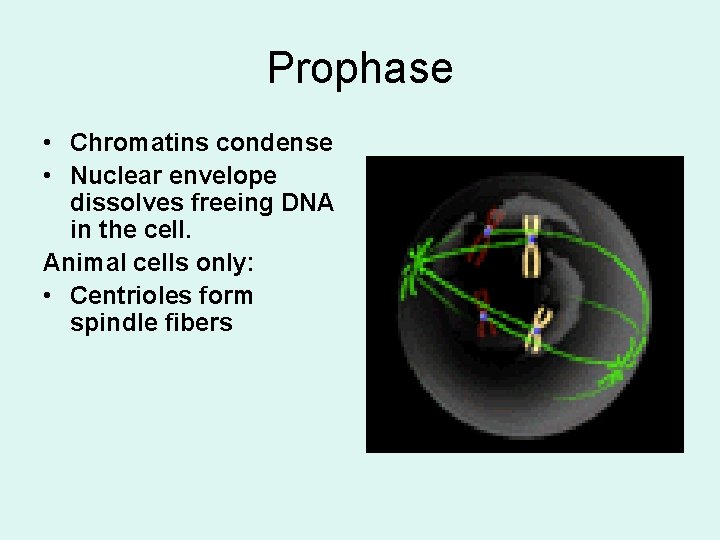 Prophase • Chromatins condense • Nuclear envelope dissolves freeing DNA in the cell. Animal