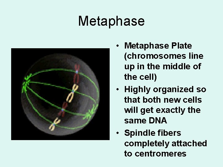 Metaphase • Metaphase Plate (chromosomes line up in the middle of the cell) •