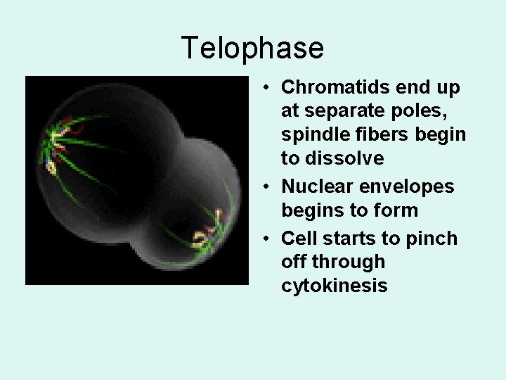 Telophase • Chromatids end up at separate poles, spindle fibers begin to dissolve •