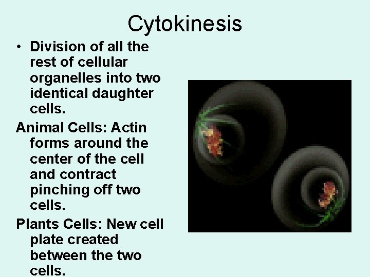 Cytokinesis • Division of all the rest of cellular organelles into two identical daughter