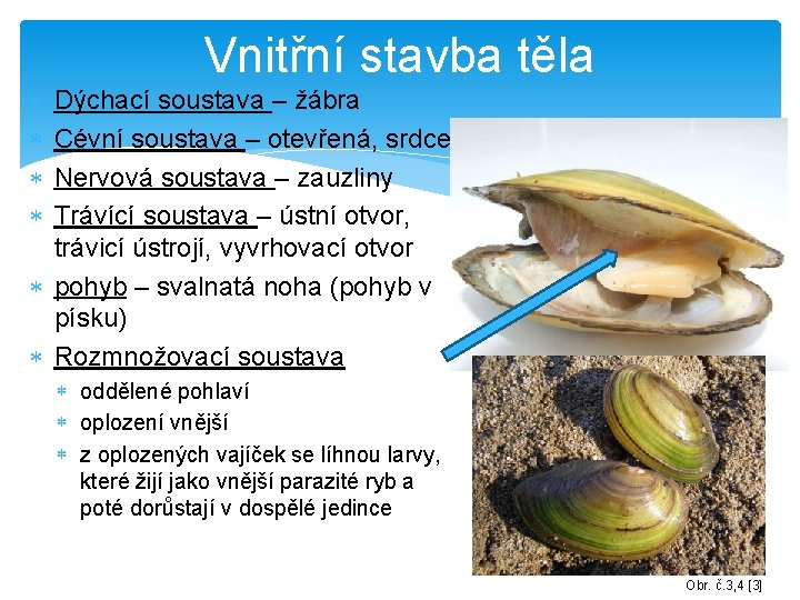  Vnitřní stavba těla Dýchací soustava – žábra Cévní soustava – otevřená, srdce Nervová