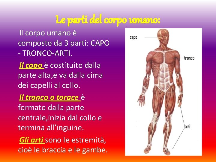 Le parti del corpo umano: Il corpo umano è composto da 3 parti: CAPO