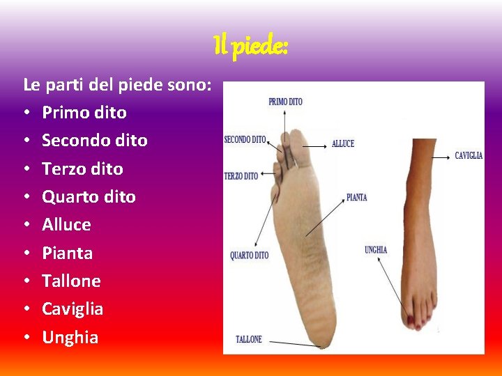 Il piede: Le parti del piede sono: • Primo dito • Secondo dito •