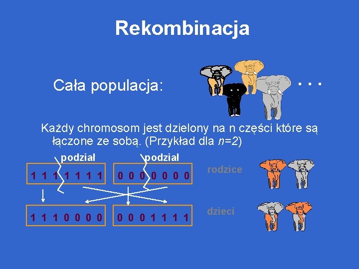 Rekombinacja. . . Cała populacja: Każdy chromosom jest dzielony na n części które są