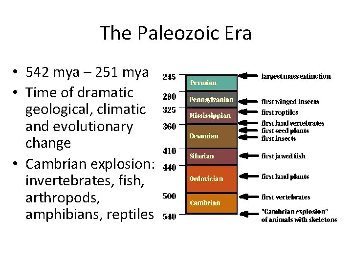 The Paleozoic Era • 542 mya – 251 mya • Time of dramatic geological,