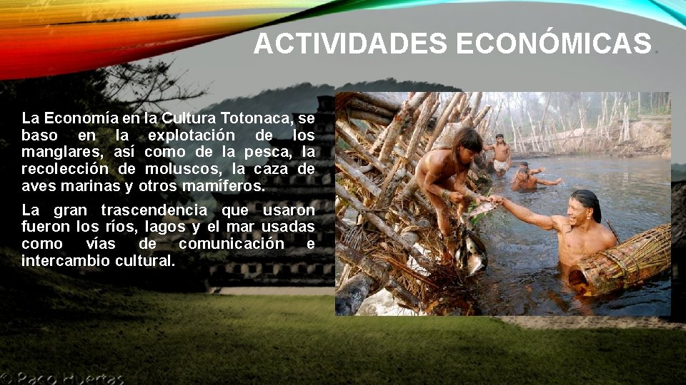 ACTIVIDADES ECONÓMICAS. La Economía en la Cultura Totonaca, se baso en la explotación de