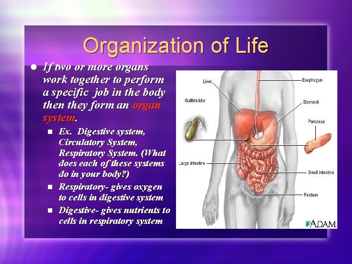 Organization of Life Tissue Types Organization of Life