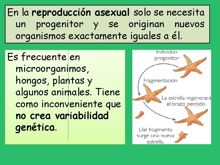 En la reproducción asexual solo se necesita un progenitor y se originan nuevos organismos