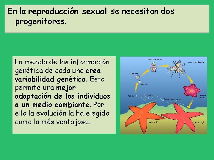 En la reproducción sexual se necesitan dos progenitores. La mezcla de las información genética