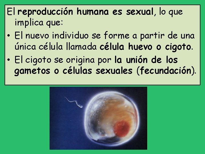 El reproducción humana es sexual, lo que implica que: • El nuevo individuo se