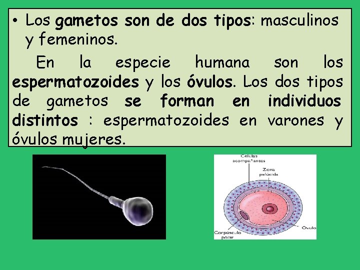  • Los gametos son de dos tipos: masculinos y femeninos. En la especie