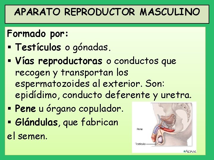 APARATO REPRODUCTOR MASCULINO Formado por: § Testículos o gónadas. § Vías reproductoras o conductos